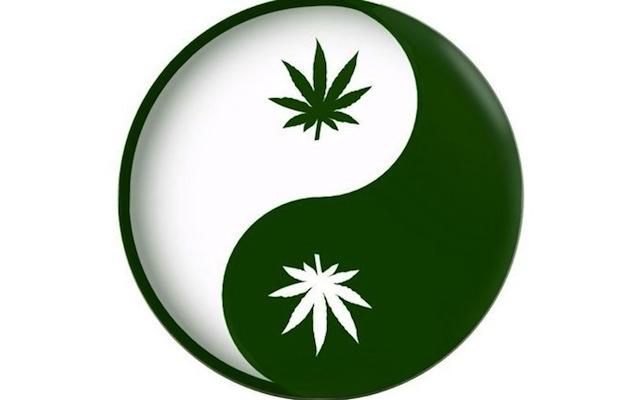 Yin Yang green and white pot sticker