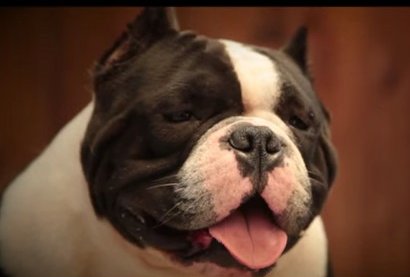 AMERICAN PITBULLY STICKER