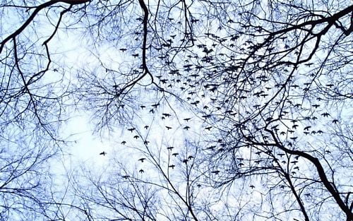 Bird Vinyl Wall Graphics 19