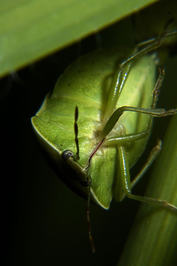 Bugs Up Close 09