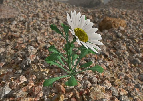 3D Object Vinyl Wall Decals 13