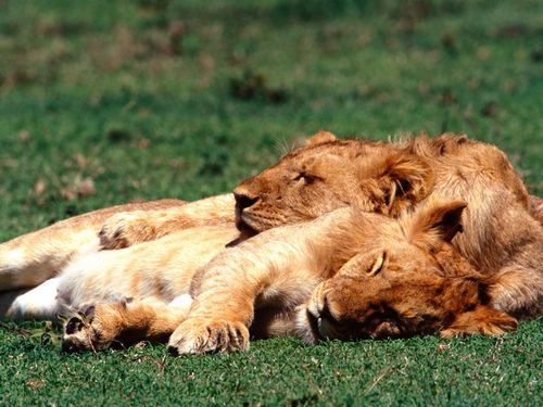 Bird Vinyl Wall Graphics 77