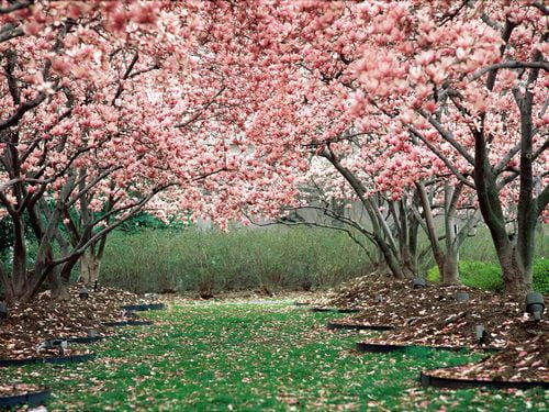 Forest and Trees Vinyl Wall Decals 051