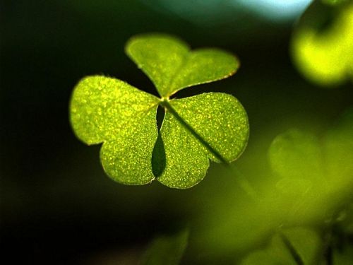 Spring TIme Vinyl Wall Decals 13