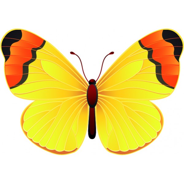 Butterfly Color Window or Wall Sticker 3