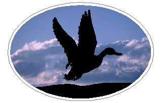 Oval Duck Decal