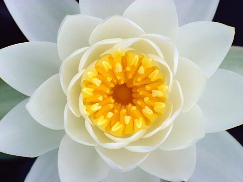 Flowers and Plants Vinyl Wall Art 020