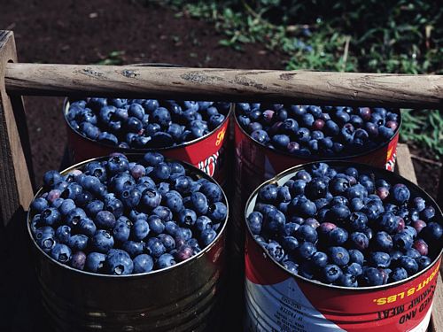 Close Up Photography Vinyl Graphics 20