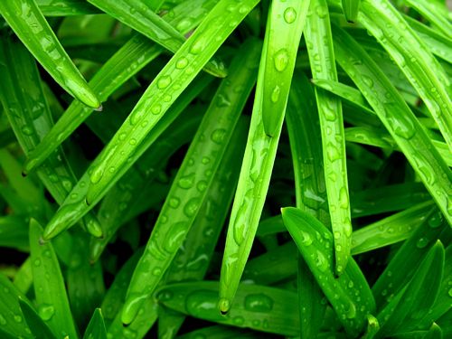 Spring TIme Vinyl Wall Decals 35