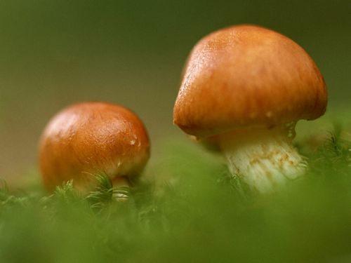 Close Up Photography Vinyl Graphics 28