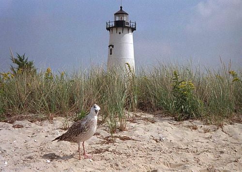 Bird Vinyl Wall Graphics 12