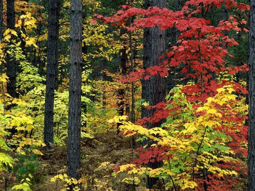 Fall Colors Adhesive Wall Graphics 42